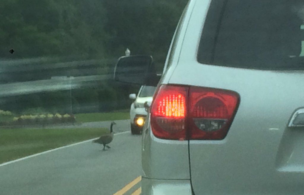 goose in traffic